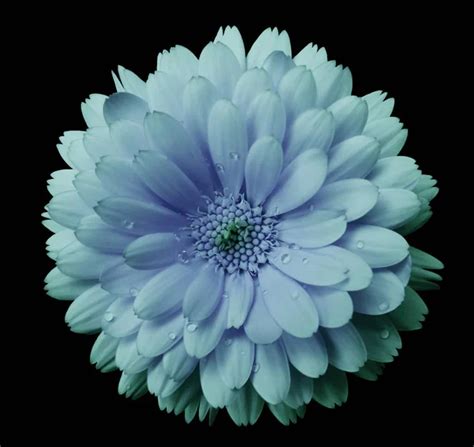 Turquoise flower Images - Search Images on Everypixel