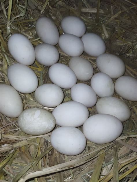 Hatching Duck Egg Indian Runner at Rs 10/piece | Duck Eggs in Jaleswar | ID: 23837531488