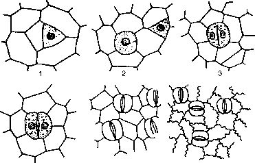 Paracytic Stomata - Cinnamon Bark - Click to Cure Cancer