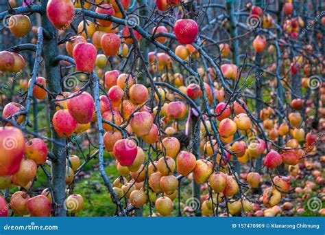 Apple Orchard in Autumn, Winter Season. I Stock Image - Image of green ...