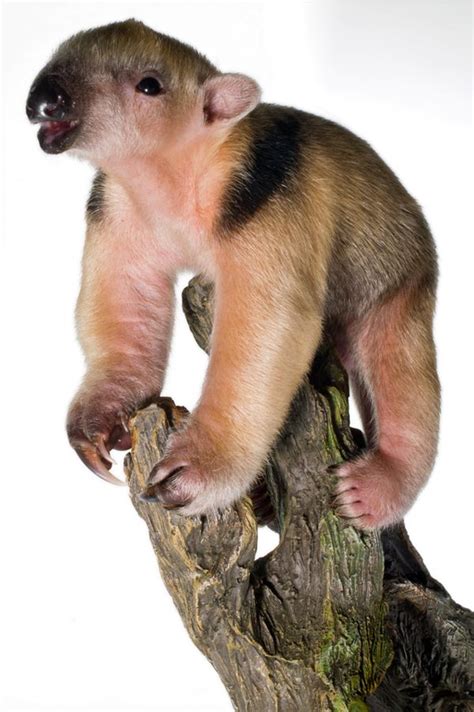 Baby Tamandua Hitches a Ride at Staten Island Zoo - ZooBorns