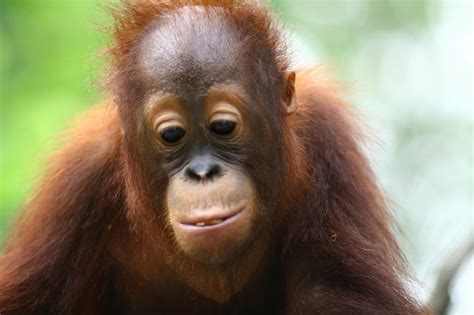 66 best Orangutans images on Pinterest | Baby orangutan, Orangutans and ...