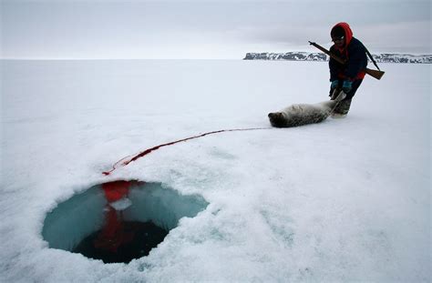 Seal Hunting in Canada: Why It is Important to Inuit Communities.