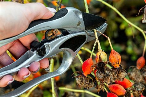 Pruning a rose Bush with a pruner close up (Flip 2019) - Creative Commons Bilder