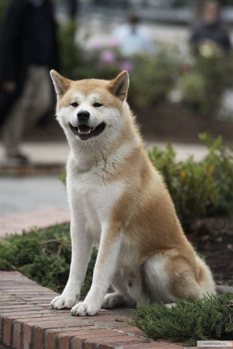 34 best Hachiko images on Pinterest | Akita dog, Dog stories and Pets