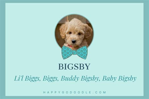 150+ Goldendoodle Boy Names You'll Fall in Love With - Happy-Go-Doodle®