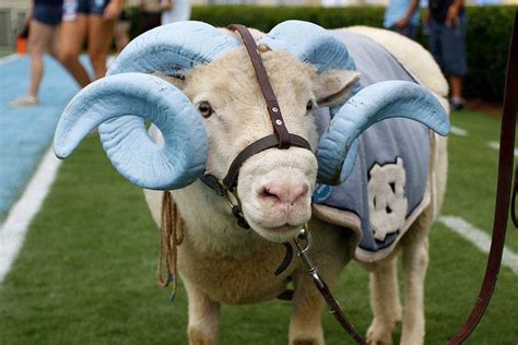 rameses the real, looking less threatening | Tar heels, Unc, Unc tarheels