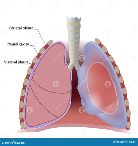 Lung Pleura And Pleural Cavity Stock Vector - Image: 26835277