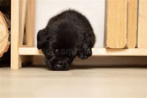 Black Labrador Puppy Sleeping on the Wooden Floor Stock Image - Image ...