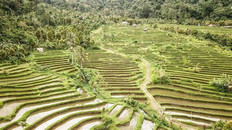 The 3 most magical rice terraces in Bali (& why you have to visit them ...