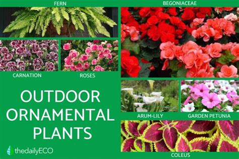 Ornamental Plants -Types, Photos and Importance