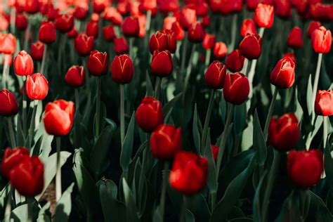 Tulip Flower Meaning, Symbolism, and Cultural Significance - Petal Republic