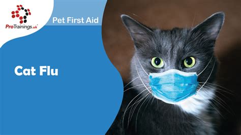 Cat Flu | Advanced Pet First Aid Level 3 (VTQ) Online Training Video ...