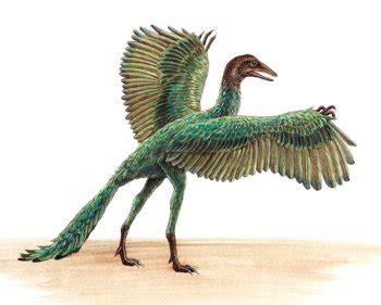 Facts about some extinct birds | Facts About All