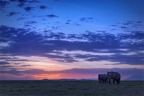 Two elephant on field during sunset, amboseli national park, kenya HD ...