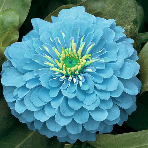 Amazon.com : Zinnia elegans seeds blue color Flower Seeds : Garden & Outdoor