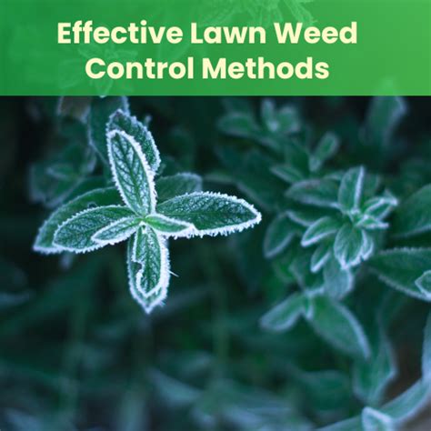 Effective Lawn Weed Control Methods - Landzie