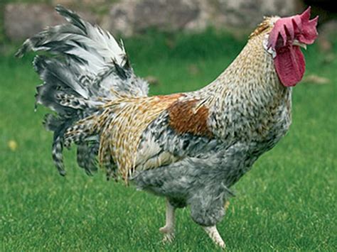 Backyard Chicken Breeds: Barred Rock | HGTV