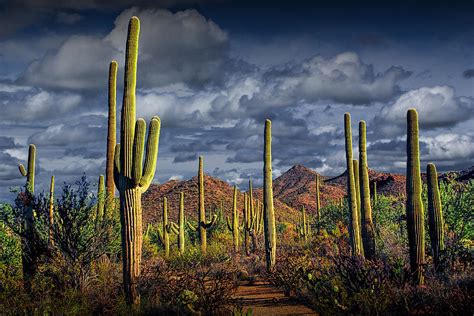 Saguaro Cactus Forest near Tucson Arizona Photograph by Randall Nyhof - Fine Art America