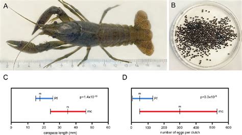 Comparison of body size and fecundity between marbled crayfish and P ...