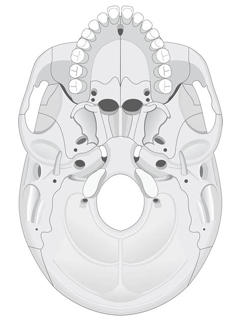 Human Skull Anatomy Inferior View (Illustrations) – Human Bio Media