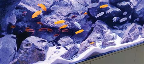 THE FASCINATING WORLD OF LAKE MALAWI CICHLIDS