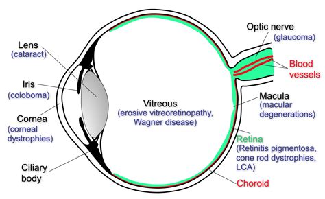 Eye Diseases | Institut für Medizinische Molekulargenetik | UZH