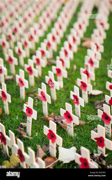 Poppies remembrance Sunday Stock Photo - Alamy