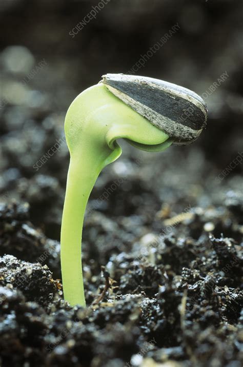 Germinating sunflower seed - Stock Image - B787/0528 - Science Photo ...