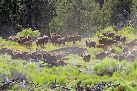 Tips to Help You Stay Safe Around Bison When Recreating Outdoors - ETV News