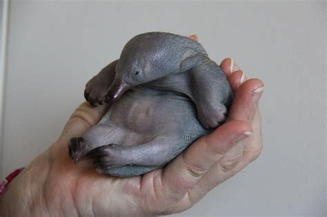 Meet 'Beau', a 40 day old Echidna puggle being cared for at Taronga Zoo ...