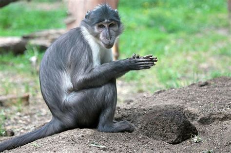 Mangabeys | New England Primate Conservancy