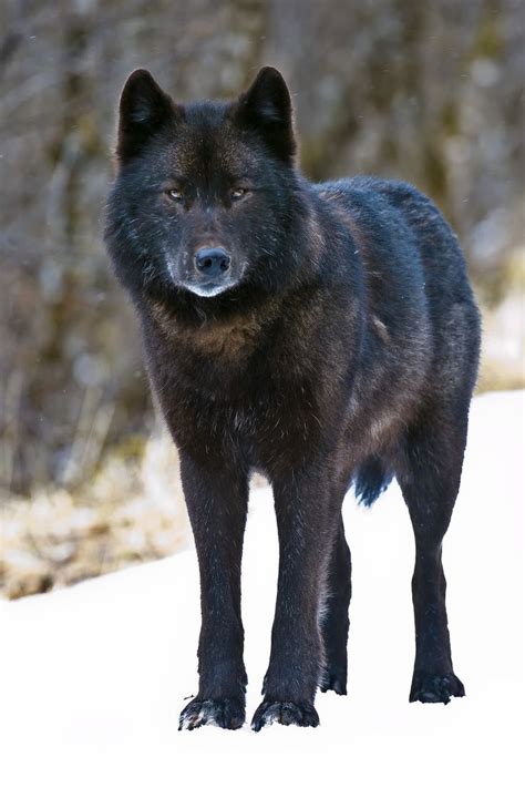 Wildlife advocates urge Forest Service to protect wolves on Prince of Wales Island - KRBD