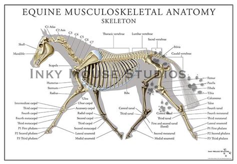 Equine Skeletal System Poster