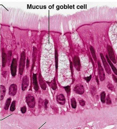 Pseudostratified Ciliated Columnar Epithelium Diagram