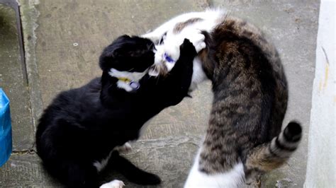 Violence Escalates In Downing Street Cat War | Politics News | Sky News