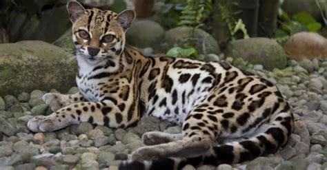 Margay - A-Z Animals