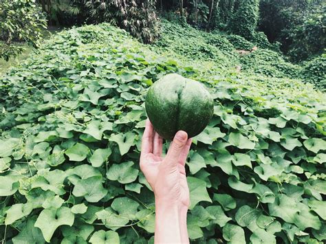 The prodigious chayote – Trophic Tales – Medium