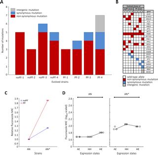 Phenotypic heterogeneity promotes adaptive evolution