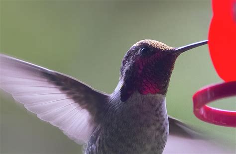 Hummingbird Feeding Photograph by John Clark - Fine Art America