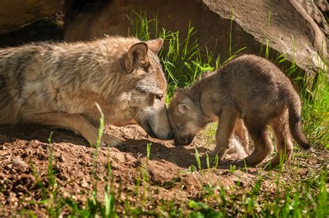 What is a Wolf Pup's Life Worth? | The International Wildlife Coexistence Network