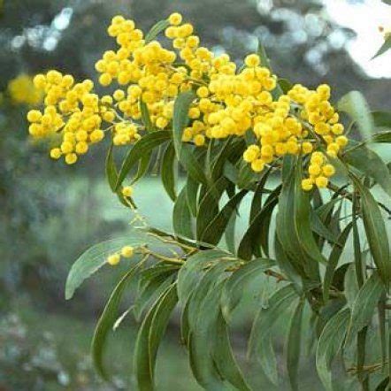 Acacia pycnantha - Golden Wattle seed x25 - Ole Lantana's Seed Store