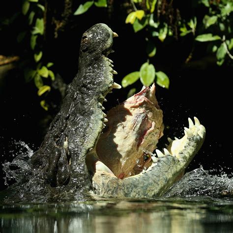 Saltwater Crocodile Attacks Tiger