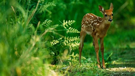 Why Do We Call Baby Deer Fawns?