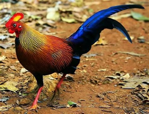 17 Best images about Jungle Fowl on Pinterest | Birds, Grey and Photo diary