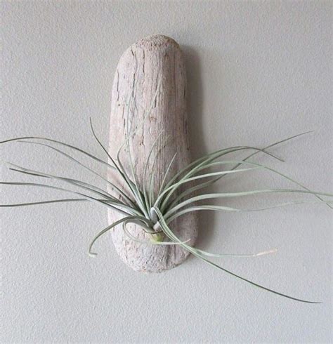 This large air plant wall art is made of driftwood from Big Sur, Ca. and is perfect for hanging ...