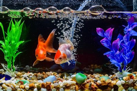 Update 73+ goldfish aquarium decoration ideas - vova.edu.vn