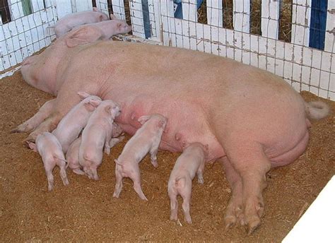 How to Build a Pigpen: Essential Elements of Hog Pens | PetHelpful