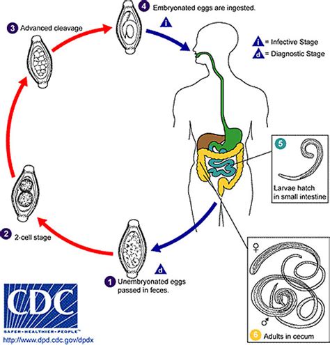 Animal Life Cycles - Embryology