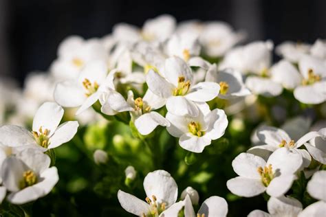 The 24 Best Condo Balcony Plants To Liven Up Your Space